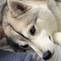 『夫と大型犬がイチ…