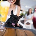 犬と一緒に行ける関…