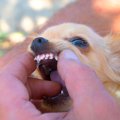 犬の『口腔内トラブ…