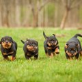 犬の『性格』はどう…