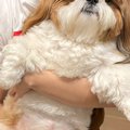 動物病院で『獣医が…