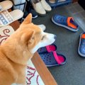 半年ぶりに息子が帰…