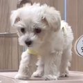 『たれ耳の子犬』を…