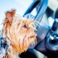 楽しんでる？犬が飼…