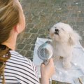 犬にドライヤーをか…