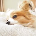 犬が寝る前に『クル…