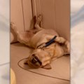 ただいま爆睡中！「…