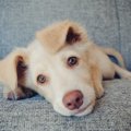 犬を叱るときに絶対…