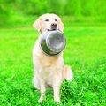 愛犬がごはんを食べ…