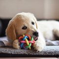 愛犬に最適なおもち…