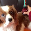 ワンコにもお灸がい…