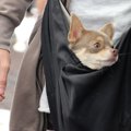 犬に電子タバコは悪…