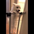 二足歩行で歓迎ダン…