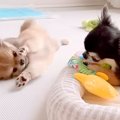 赤ちゃん犬が『先輩…