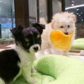 『飼いやすい犬』で…