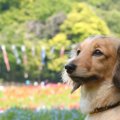 聞いたことある？犬…