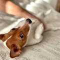 犬の『おなら』が臭…
