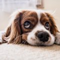 【研究結果】犬の目…