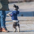 犬が二足歩行する時…