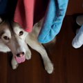 かくれんぼ？犬が『…