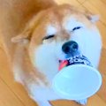ニコニコ笑顔の犬が…
