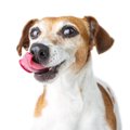 犬に肉は与えるべき…