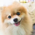 ポメラニアンが吠え…