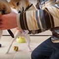 先輩犬の耳掃除に全…