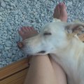 愛犬が足元で寝る心…