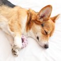 犬が寝ながら『ピク…