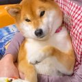 犬がお母さんに抱っ…