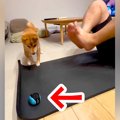 ボールで遊ぶ犬→筋ト…
