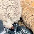 体調を崩しダウンし…