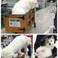 犬にとっても優しい…
