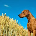 犬の嗅覚の新しい仕…