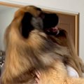 ギャルが『超大型犬…