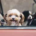犬と初めて行く場所…