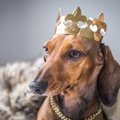 犬のわがまま度チェ…