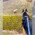 犬と裏庭にいったら……