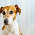 犬から『馬鹿にされ…