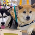 ハスキーが柴犬に育…