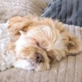 犬に愛される人が持…