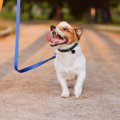犬の散歩中にやるべ…