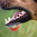 犬の歯茎が黒い！色…