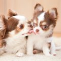 老犬と子犬は一緒に…