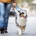 犬の散歩で絶対にし…