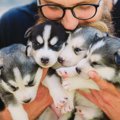 犬のブリーダーとは…