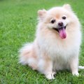 ポメラニアンのクリ…