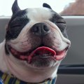 犬は氷が大好き！で…
