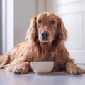 愛犬の「食器」にお…